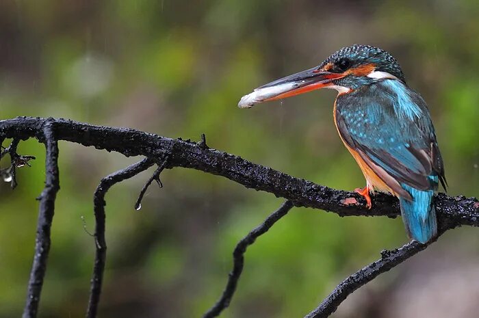 Птицы брянской области фото с названиями Photo Gallery - Birds