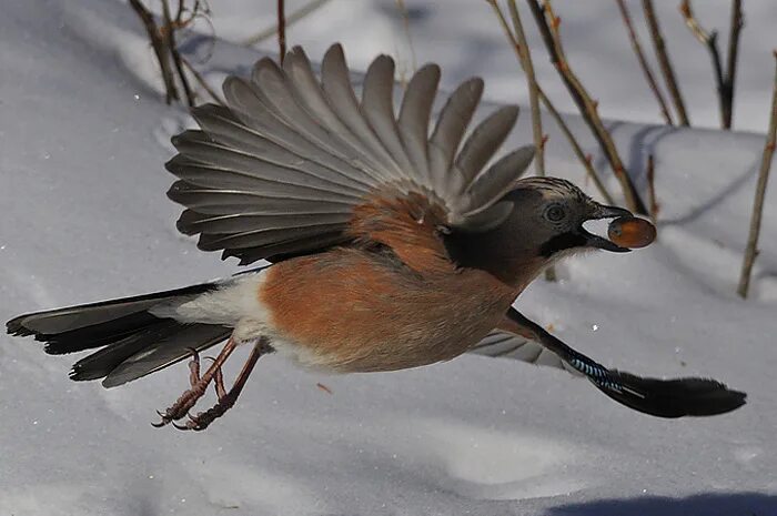 Птицы брянской области фото с названиями Photo Gallery - Birds - страница 2