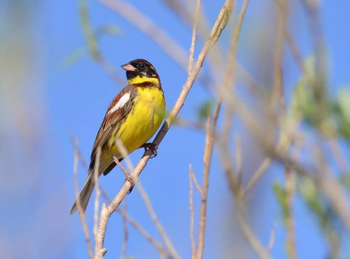 Птицы бурятии фото Yellow-breasted Bunting (Ocyris aureola). Birds of Siberia.