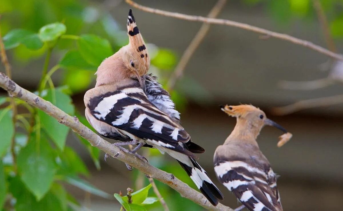 Птицы бурятии фото Hoopoe (Upupa epops). Birds of Siberia.