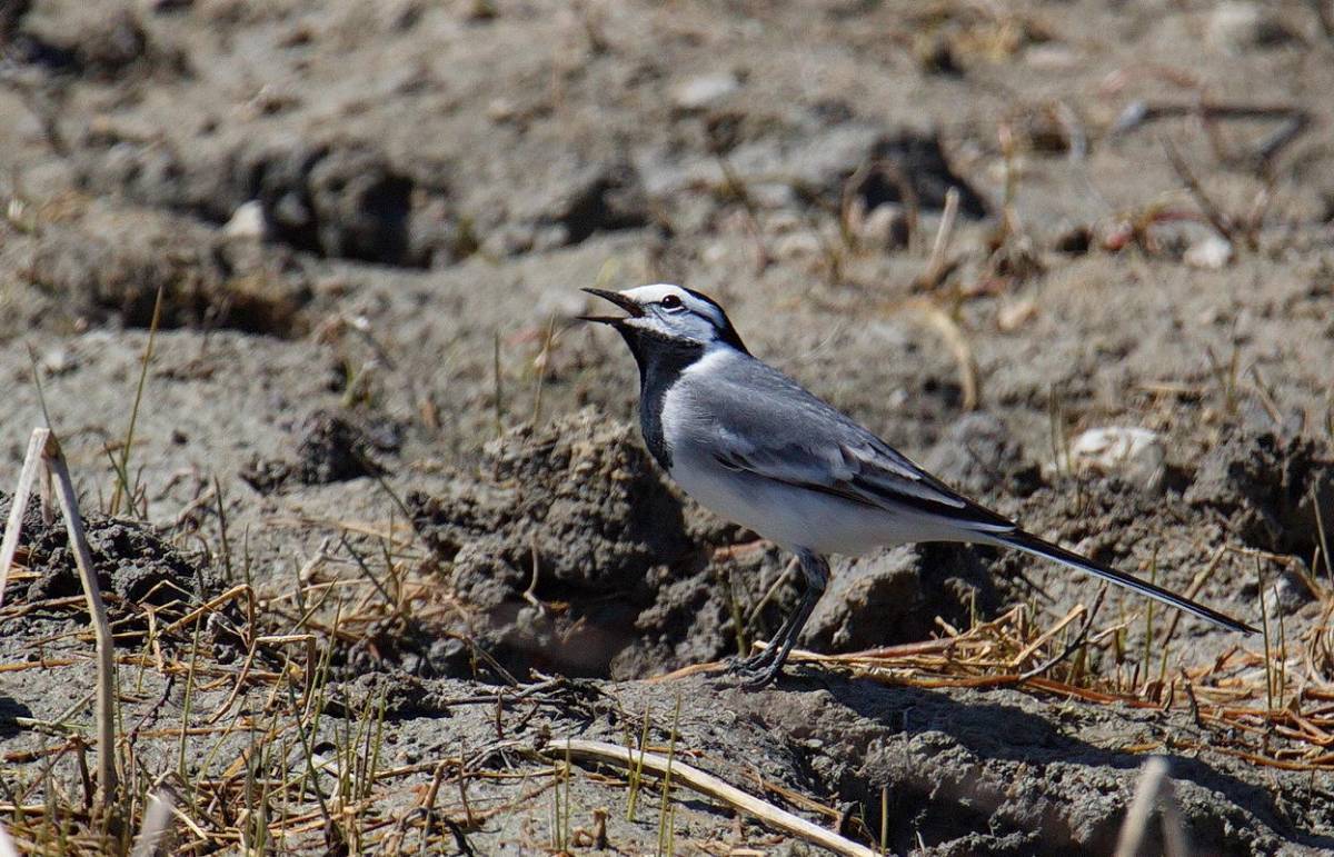 Птицы бурятии фото White Wagtail (Motacilla alba ocularis). Birds of Siberia.