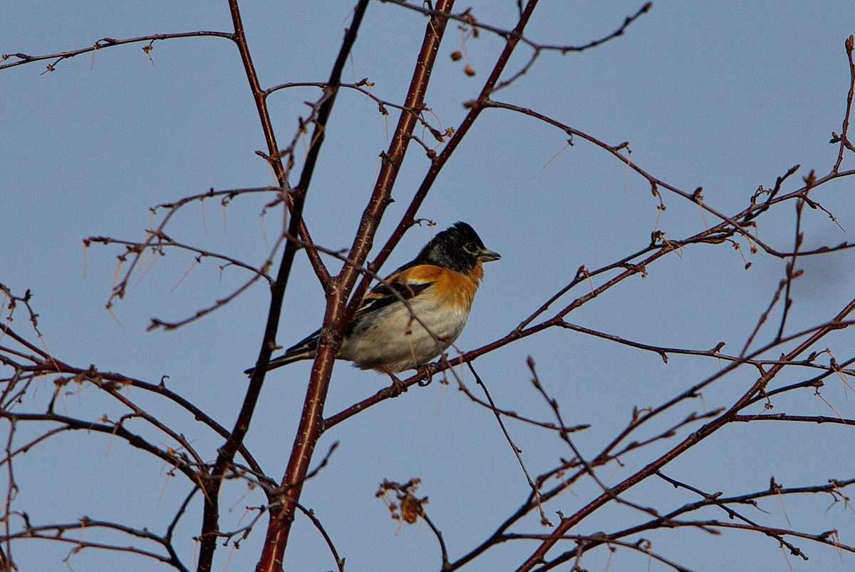 Bohemian Waxwing (Bombycilla garrulus). Birds of Siberia.