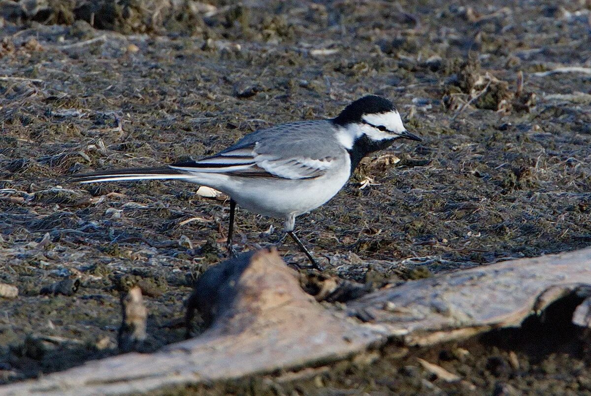 Птицы бурятии фото White Wagtail (Motacilla alba ocularis). Birds of Siberia.