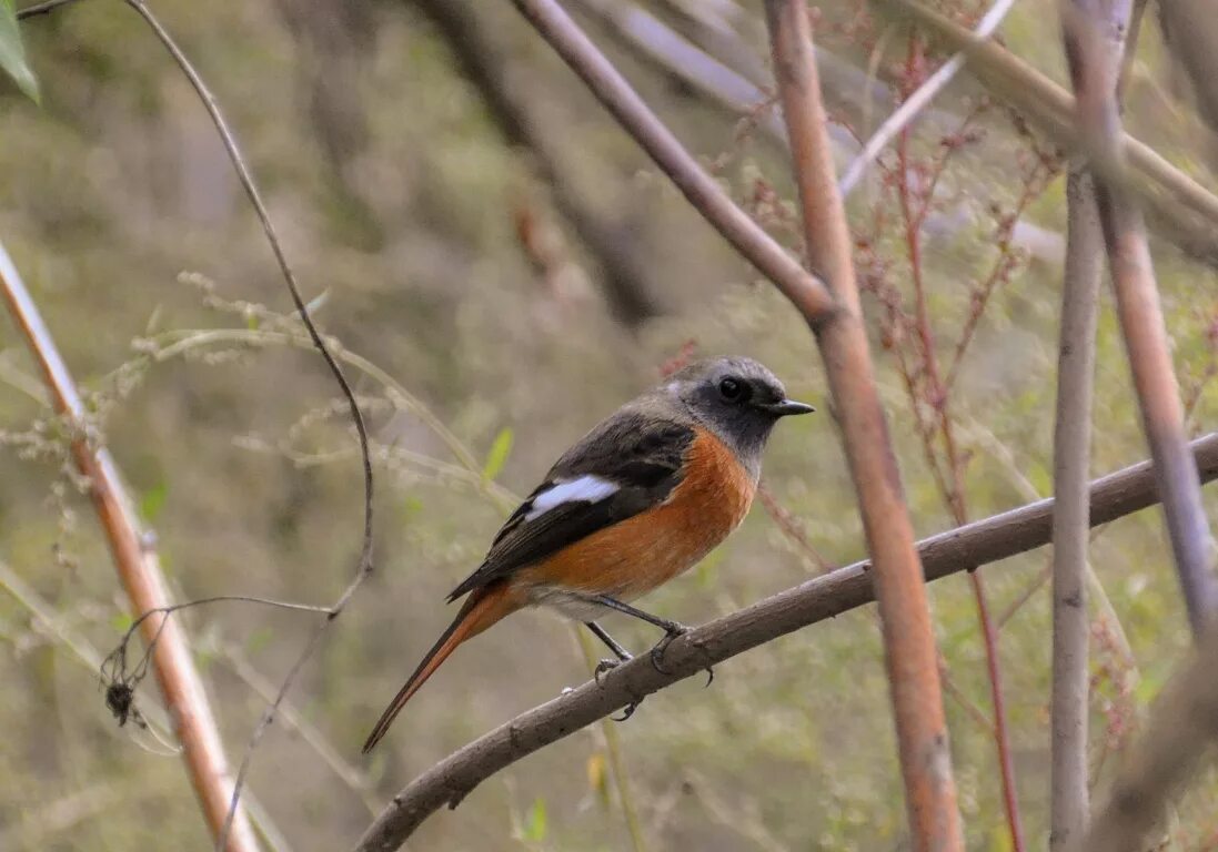 Птицы бурятии фото Daurian Redstart (Phoenicurus auroreus). Birds of Siberia.