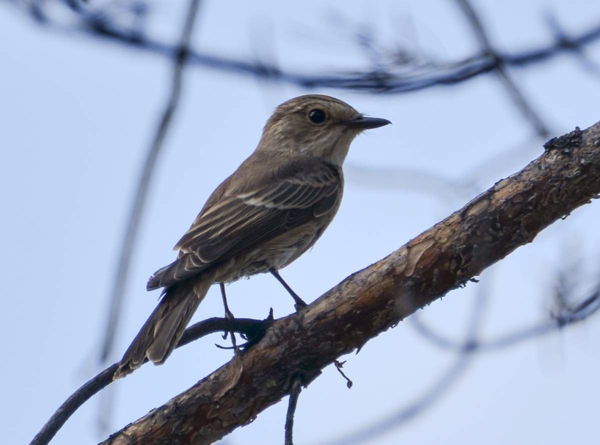 Птицы бурятии фото Spotted Flycatcher (Muscicapa striata). Birds of Siberia.