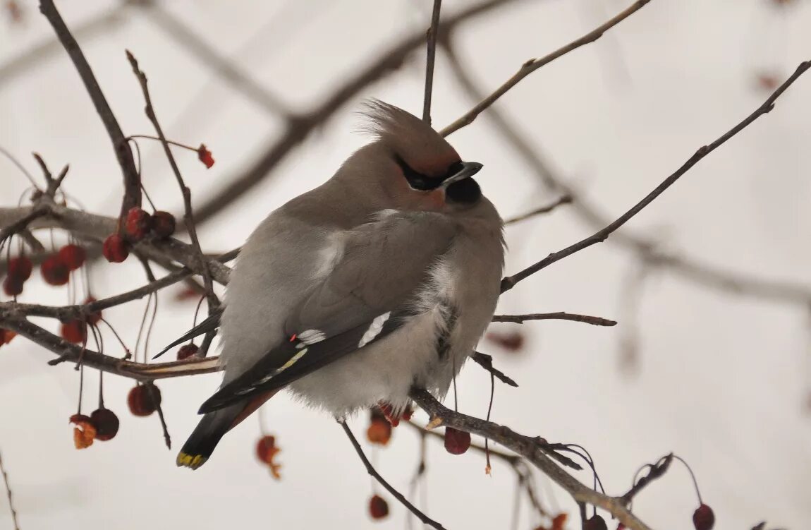 Птицы бурятии фото Bohemian Waxwing (Bombycilla garrulus). Birds of Siberia.