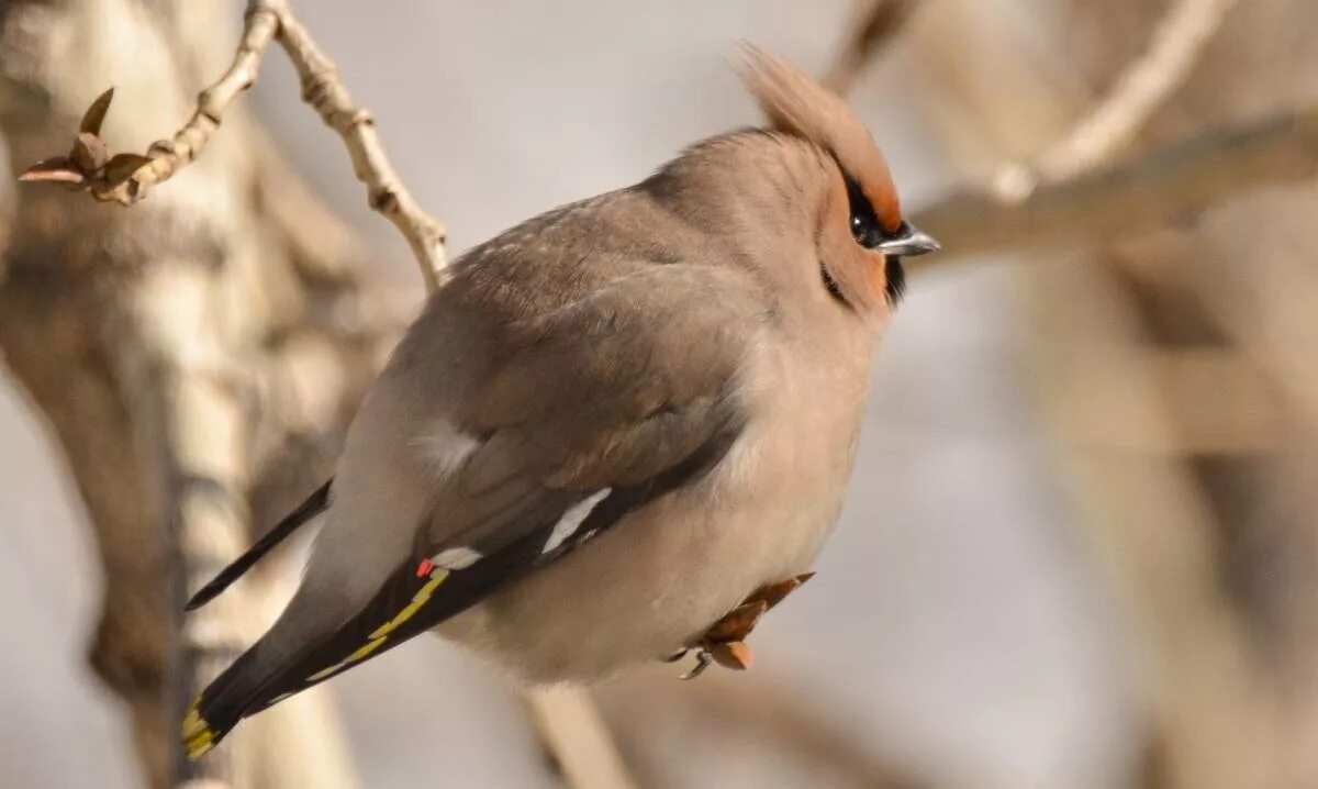 Птицы бурятии фото Свиристель (Bombycilla garrulus). Птицы Сибири.