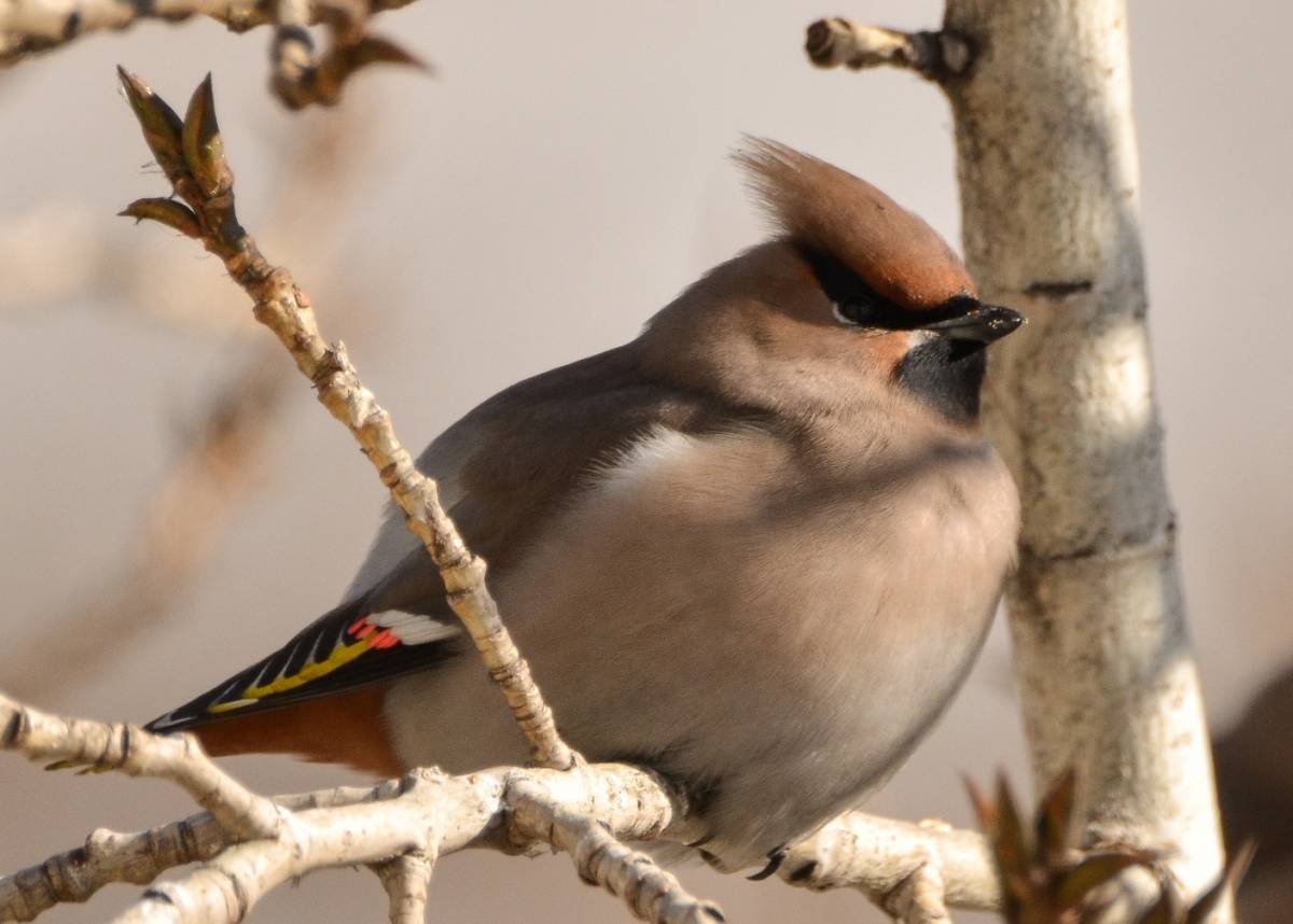 Птицы бурятии фото Bohemian Waxwing (Bombycilla garrulus). Birds of Siberia.