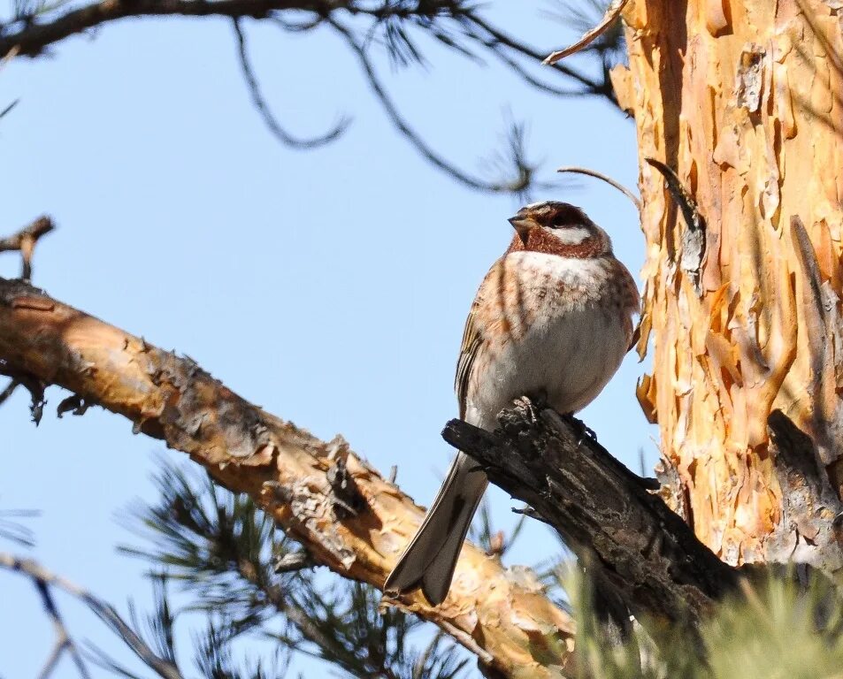 Птицы бурятии фото Pine Bunting (Emberiza leucocephala). Birds of Siberia.