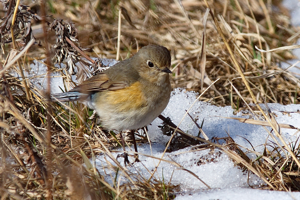 Птицы бурятии фото Red-flanked Bluetail (Tarsiger cyanurus). Birds of Siberia.