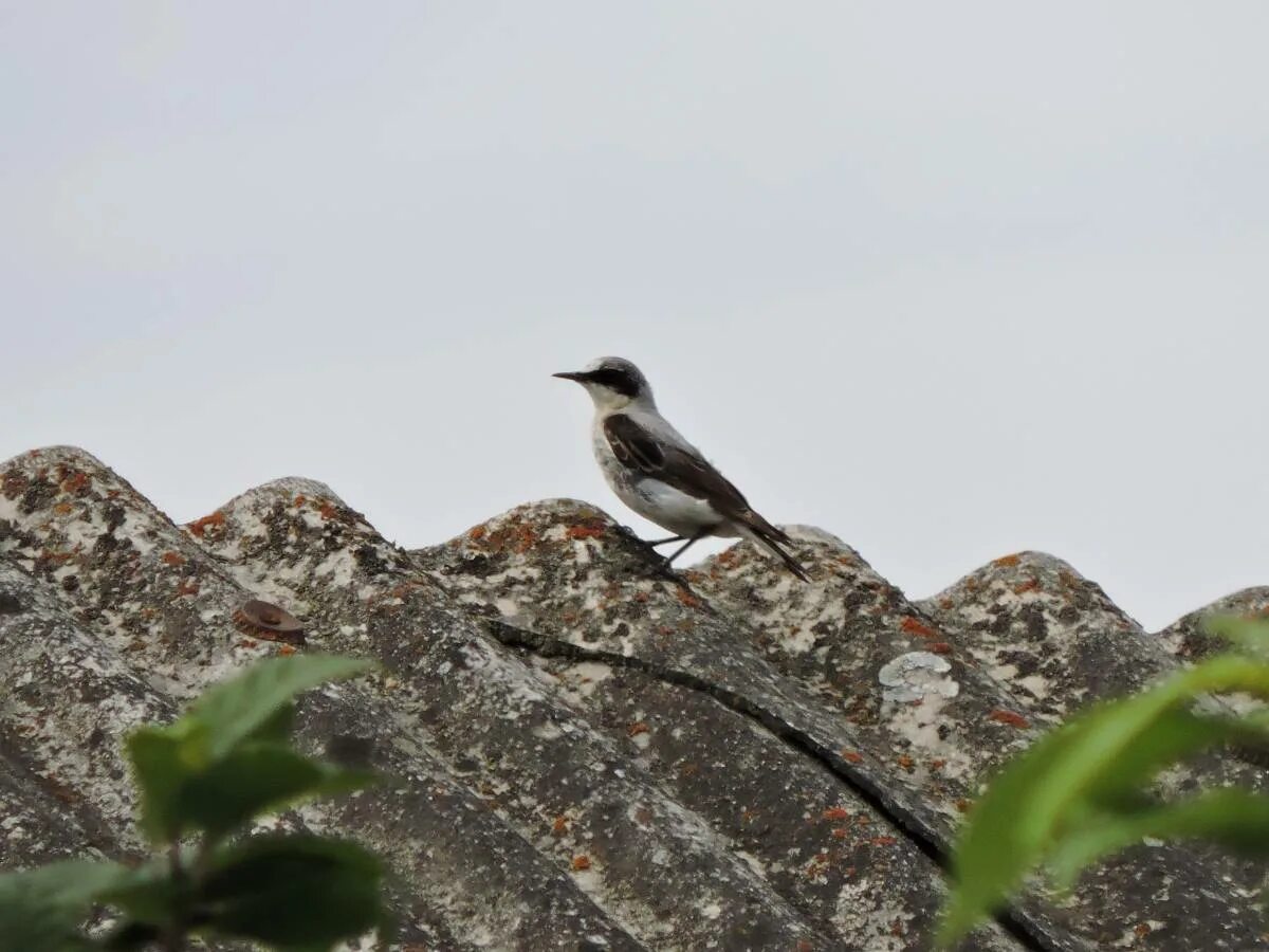 Птицы бурятии фото и описание Northern Wheatear (Oenanthe oenanthe). Birds of Siberia.