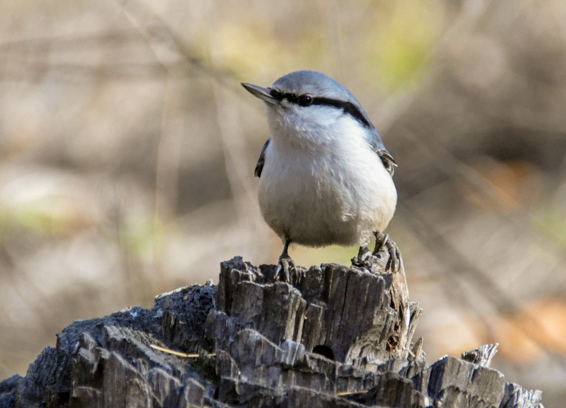 Птицы бурятии фото и описание Eurasian Nuthatch (Sitta europaea). Birds of Siberia.