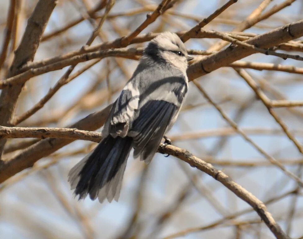 Птицы бурятии фото и описание Azure Tit (Parus cyanus). Birds of Siberia.