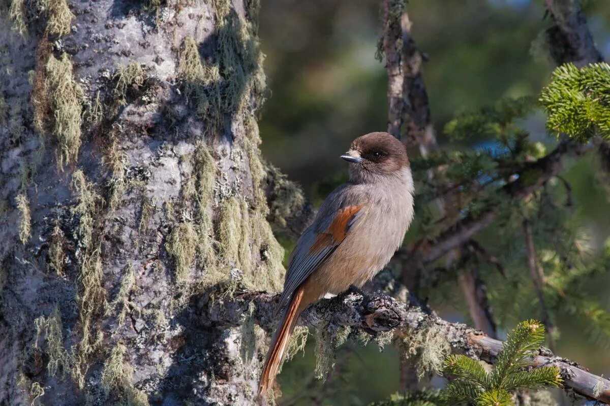 Птицы бурятии фото и описание Siberian Jay (Perisoreus infaustus). Birds of Siberia.