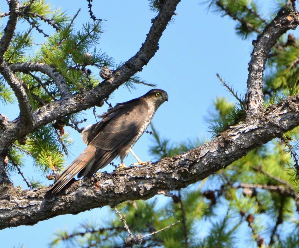 Птицы бурятии фото и описание Common Sparrowhawk (Accipiter nisus). Birds of Siberia.