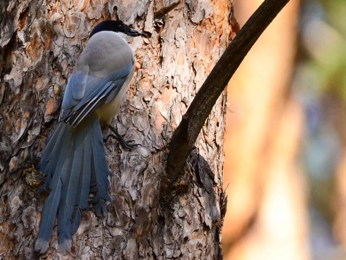 Птицы бурятии фото и описание Azure-winged Magpie (Cyanopica cyanus). Birds of Siberia.