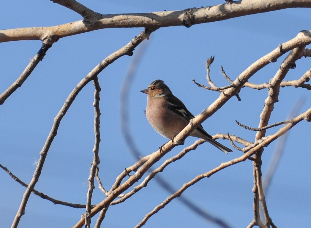 Птицы бурятии фото и описание Common Chaffinch (Fringilla coelebs). Birds of Siberia.