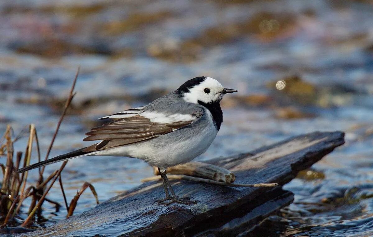 Птицы бурятии фото и описание White Wagtail (Motacilla alba baicalensis). Birds of Siberia.