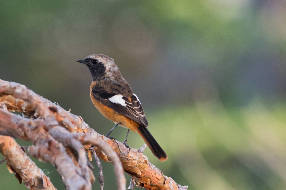 Птицы бурятии фото и описание Daurian Redstart (Phoenicurus auroreus). Birds of Siberia.