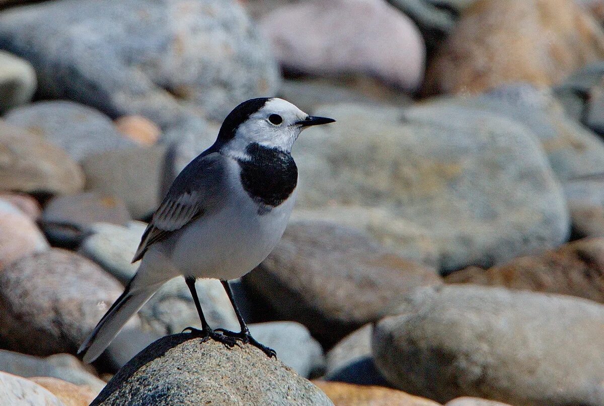 Птицы бурятии фото и описание White Wagtail (Motacilla alba baicalensis). Birds of Siberia.