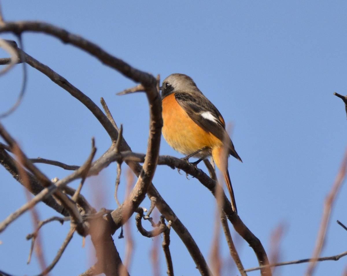 Птицы бурятии фото и описание Daurian Redstart (Phoenicurus auroreus). Birds of Siberia.