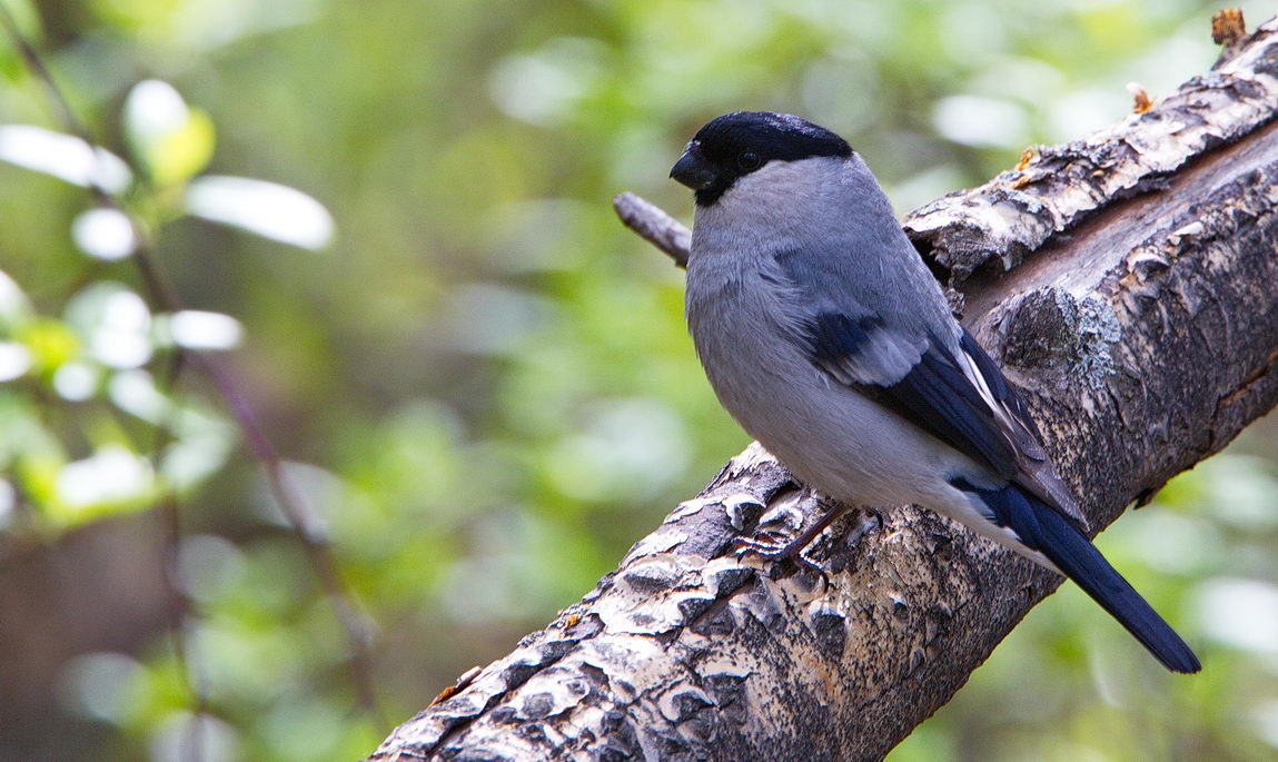 Птицы бурятии фото и описание Baikal Bullfinch (Pyrrhula cineracea). Birds of Siberia.