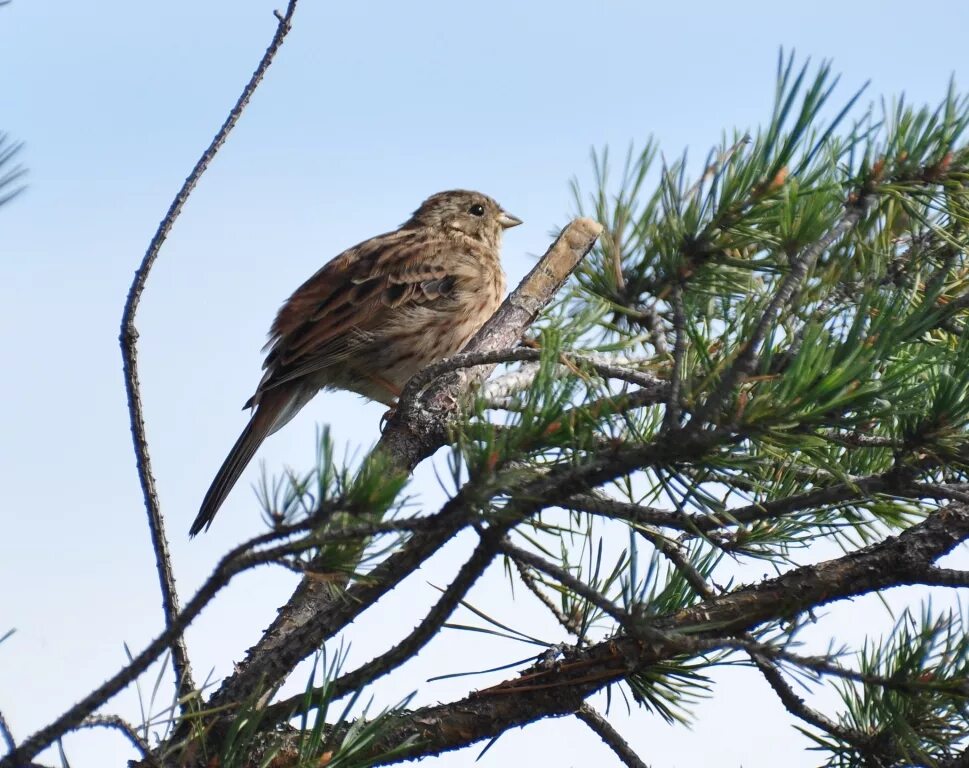 Птицы бурятии фото и описание Pine Bunting (Emberiza leucocephala). Birds of Siberia.