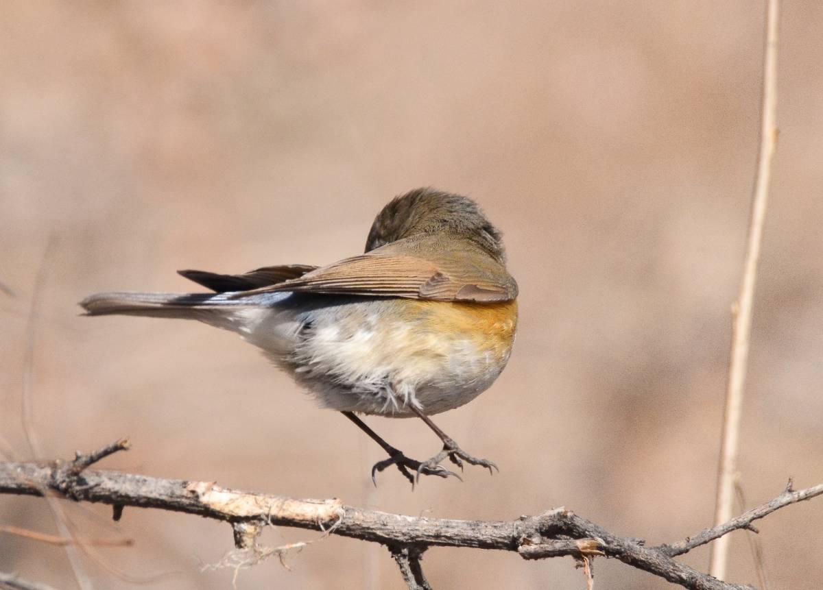 Птицы бурятии фото и описание Red-flanked Bluetail (Tarsiger cyanurus). Birds of Siberia.