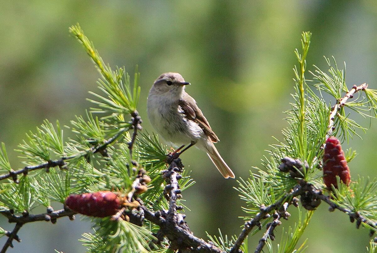 Птицы бурятии фото и описание Hume's Warbler (Phylloscopus humei). Birds of Siberia.