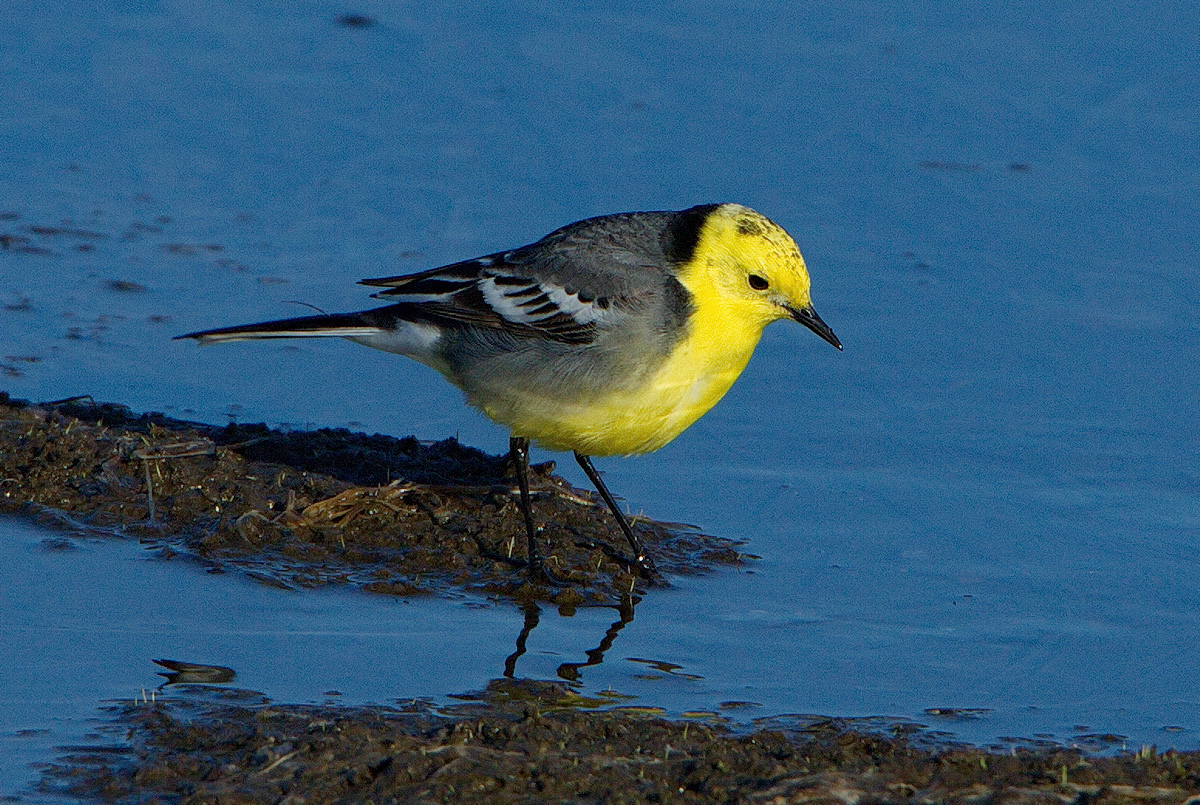 Птицы бурятии фото с названием Citrine Wagtail (Motacilla citreola). Birds of Siberia.