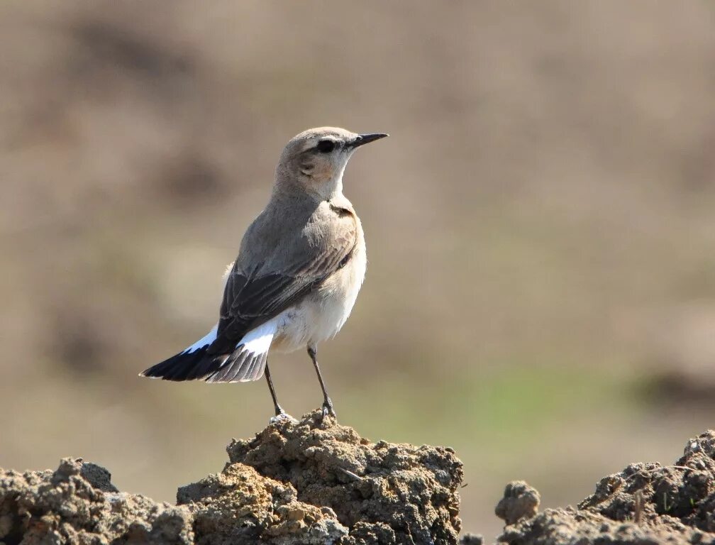 Птицы бурятии фото с названием Каменка-плясунья (Oenanthe isabellina). Птицы Сибири.