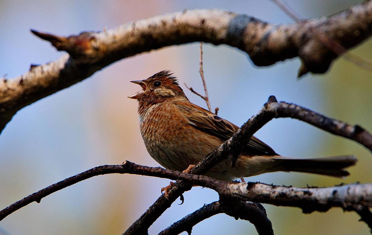 Птицы бурятии фото с названием Белошапочная овсянка (Emberiza leucocephala). Птицы Сибири.