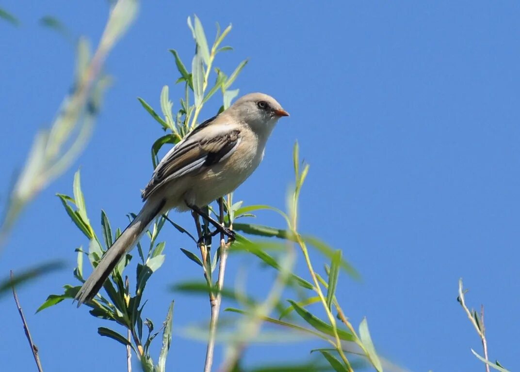 Птицы бурятии фото с названием Bearded Tit (Panurus biarmicus). Birds of Siberia.