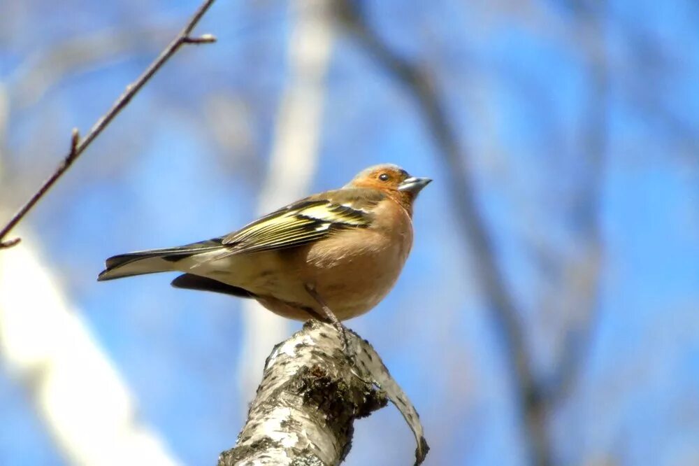 Птицы челябинской области фото и название Common Chaffinch (Fringilla coelebs). Birds of Siberia.