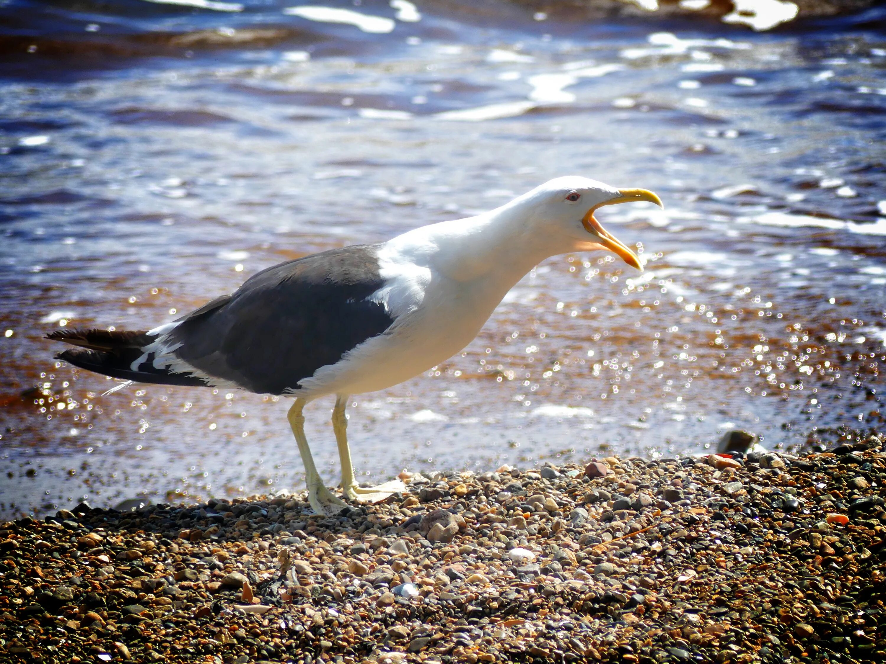 Птицы черного моря фото Seagull Beach Sea free image download