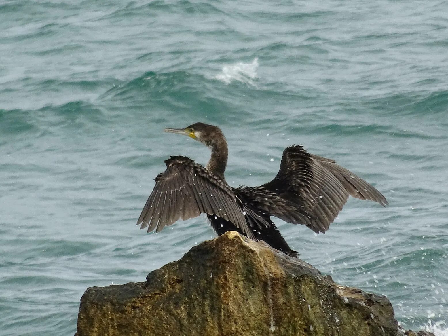 Птицы черного моря фото Большой баклан (Phalacrocorax carbo). Фото на сайте "Грибы: информация и фотогра