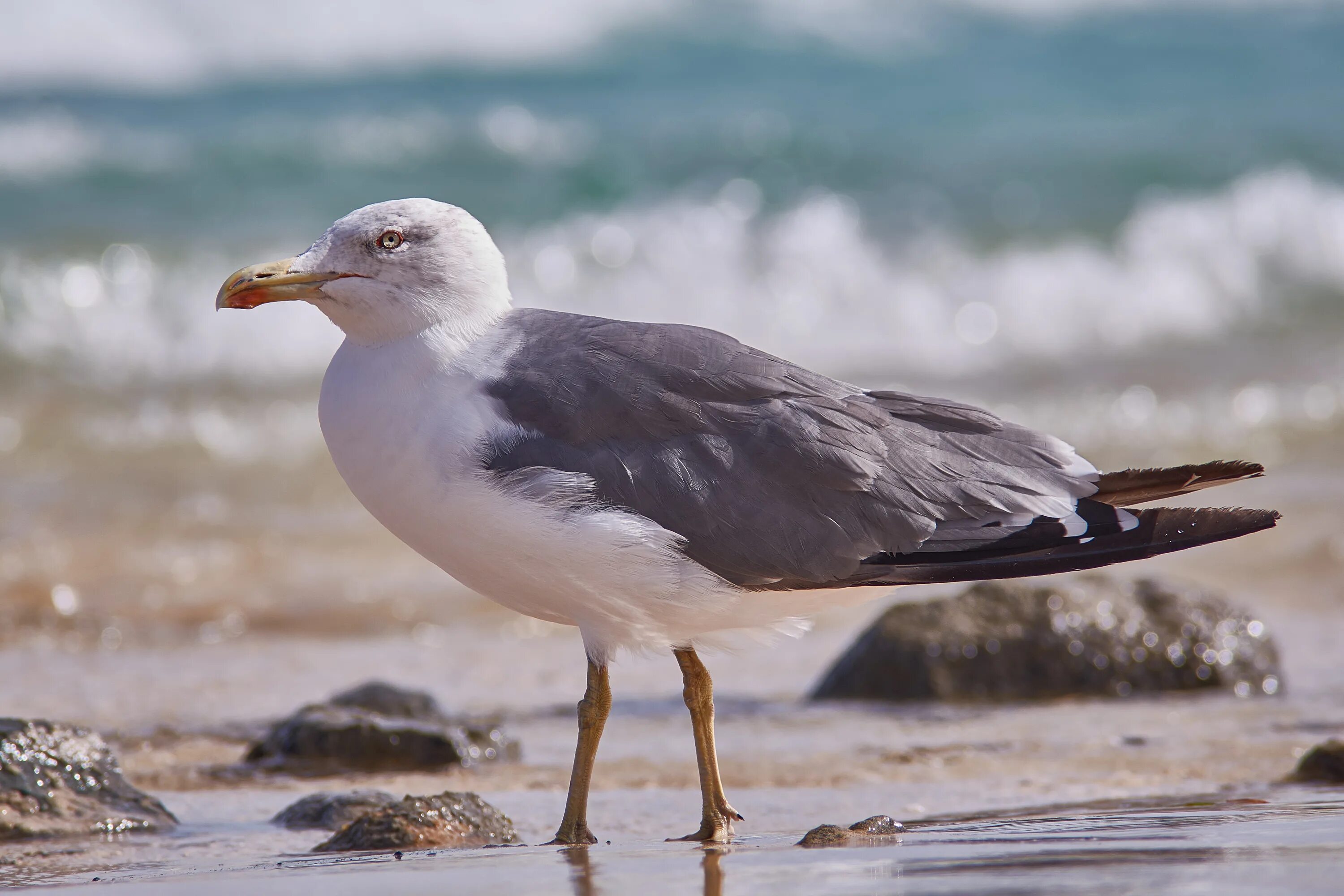 Птицы черного моря фото Seagull Bird near Sea shore free image download