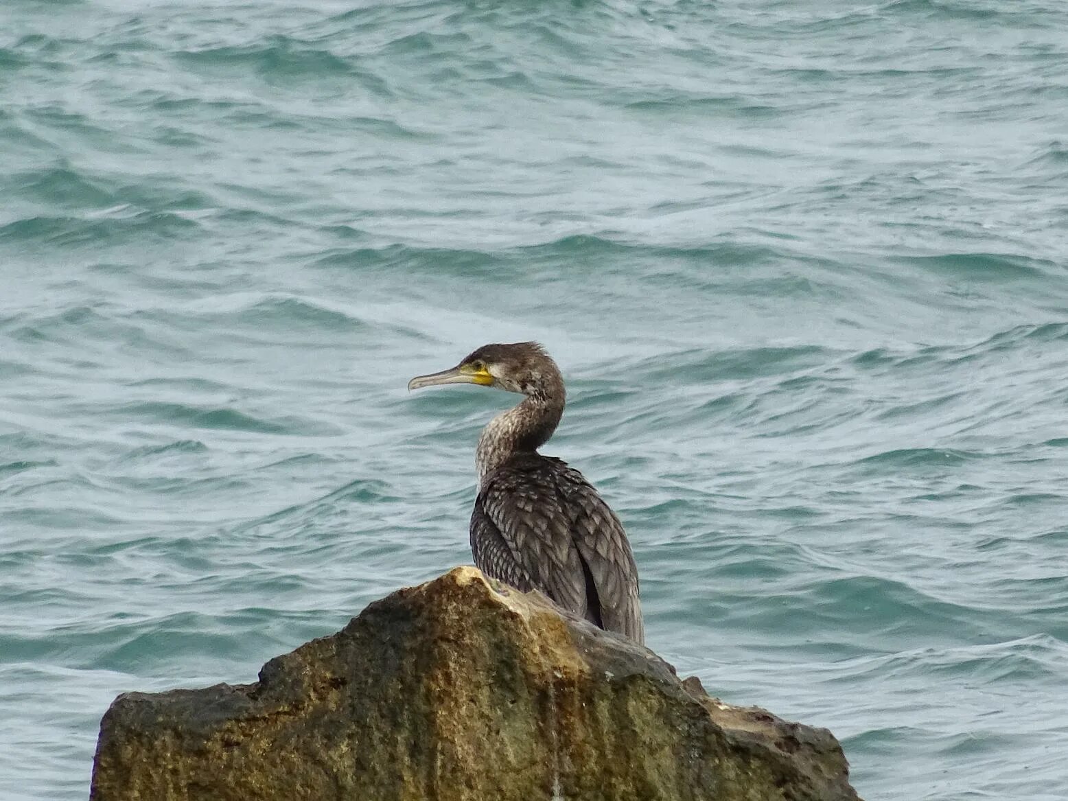 Птицы черного моря фото Большой баклан (Phalacrocorax carbo)