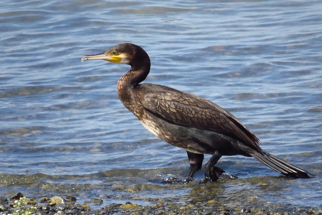 Птицы черного моря фото Большой баклан (лат. Phalacrocorax carbo)