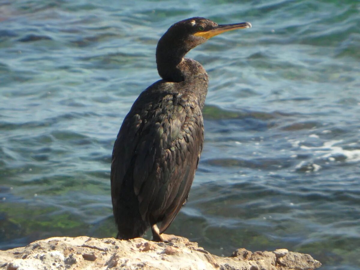 Птицы черного моря фото с названиями Free Images : landscape, sea, coast, nature, rock, seabird, wildlife, mediterran