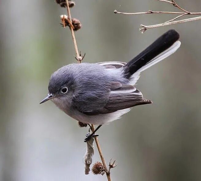 Птицы черноземья фото Pin on bird