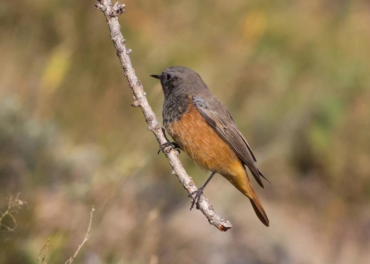 Птицы черноземья фото Black Redstart (Phoenicurus ochruros). Birds of Siberia.