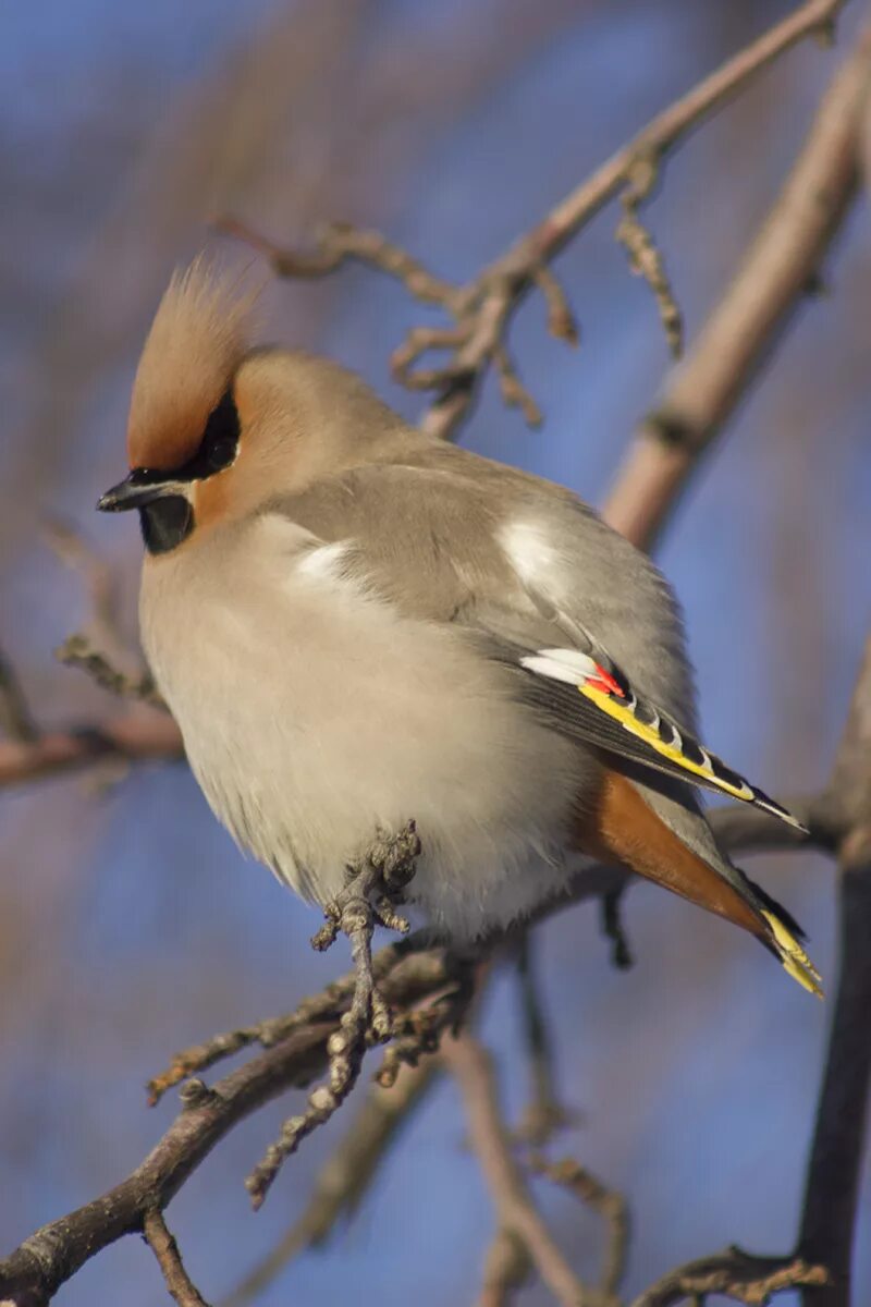 Птицы черноземья фото Bohemian Waxwing (Bombycilla garrulus). Birds of Siberia.