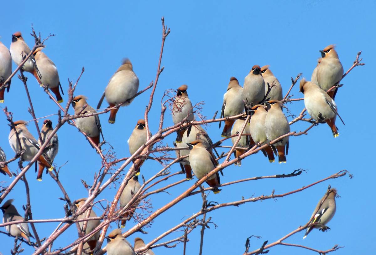 Птицы черноземья фото Bohemian Waxwing (Bombycilla garrulus). Birds of Siberia.