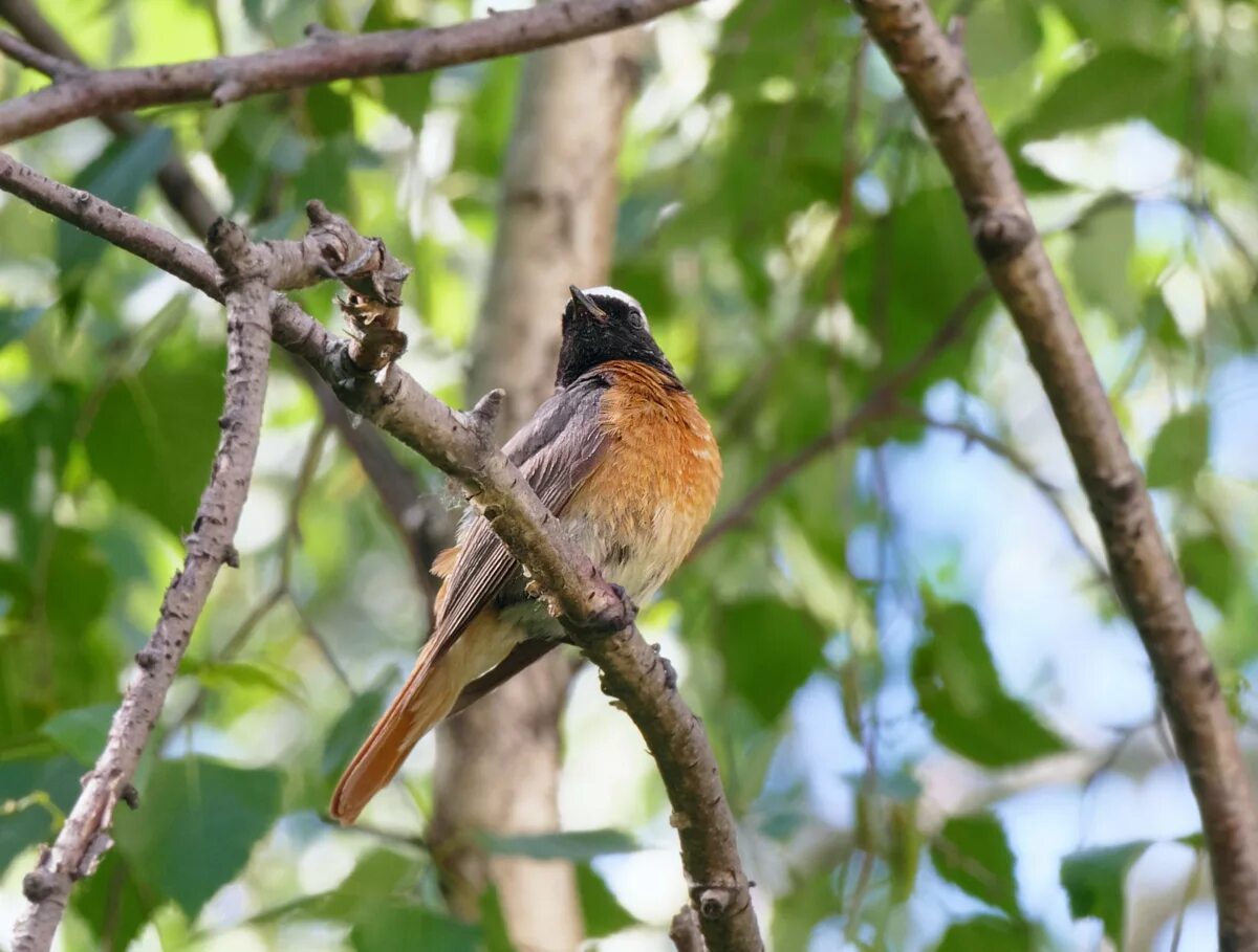 Птицы чувашии фото с названиями Eurasian Redstart (Phoenicurus phoenicurus). Birds of Siberia.