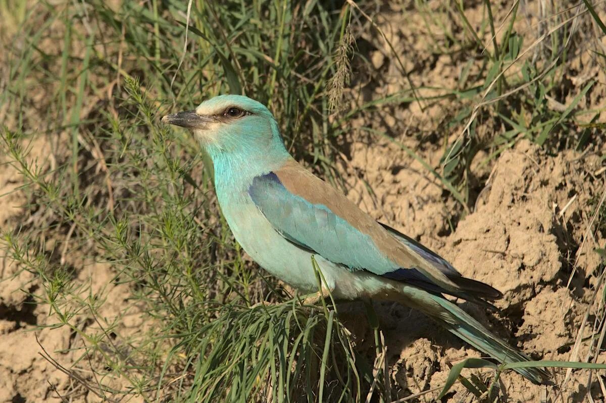 Птицы дагестана фото Eurasian Roller (Coracias garrulus). Birds of Kyrgyzstan.