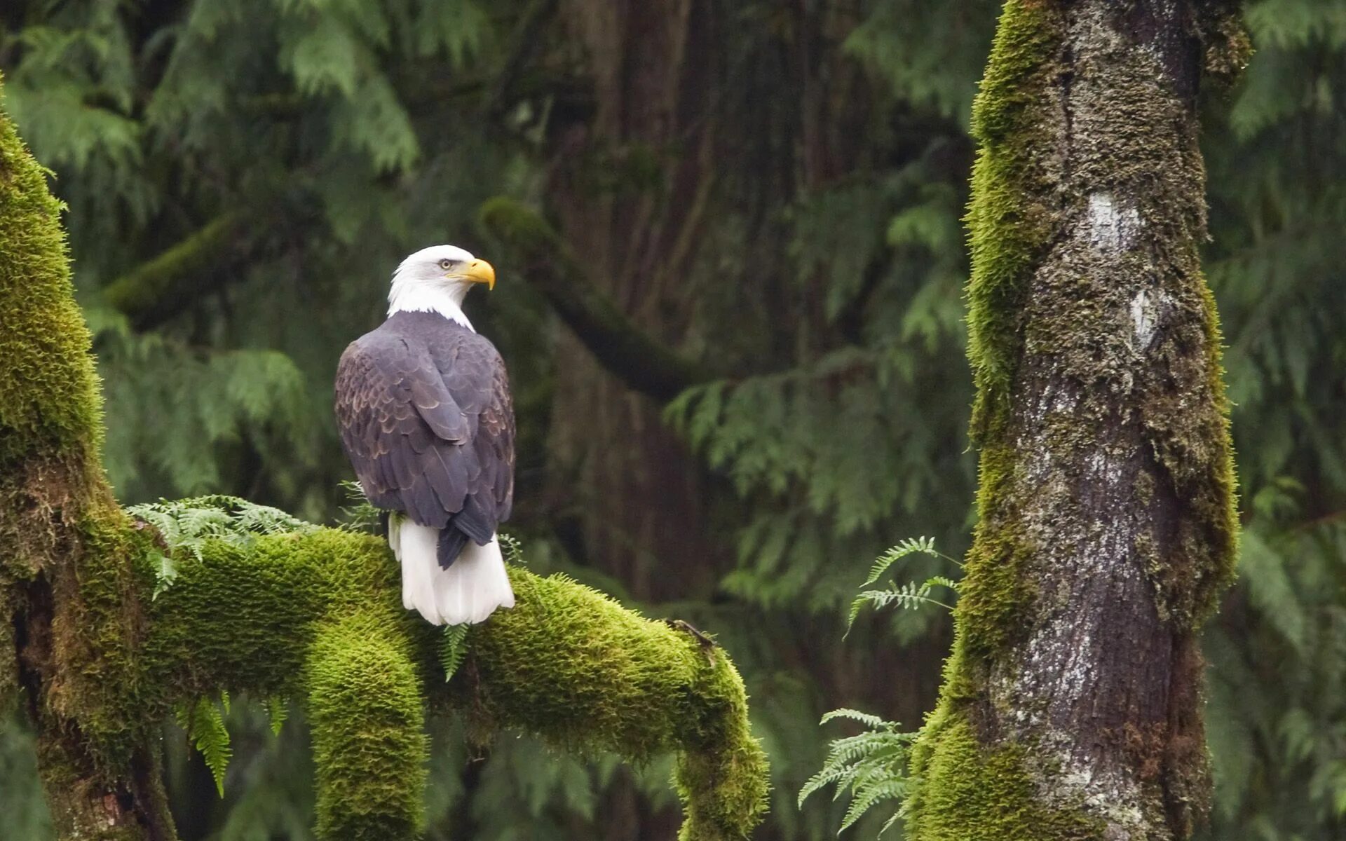 Птицы дикой природы фото Roofvogel Bald eagle, Haliaeetus leucocephalus, Eagle wallpaper