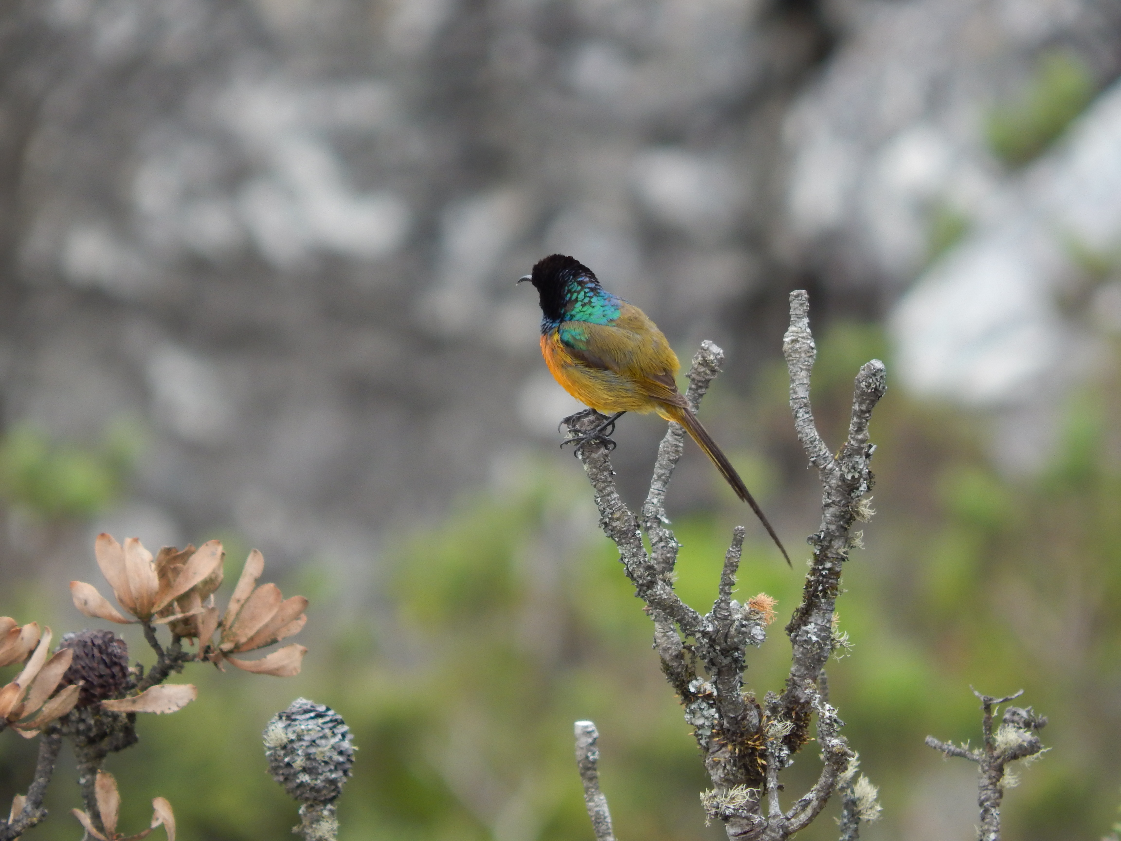 Птицы дикой природы фото Free Images : nature, branch, wildlife, beak, africa, flora, fauna, twig, finch,