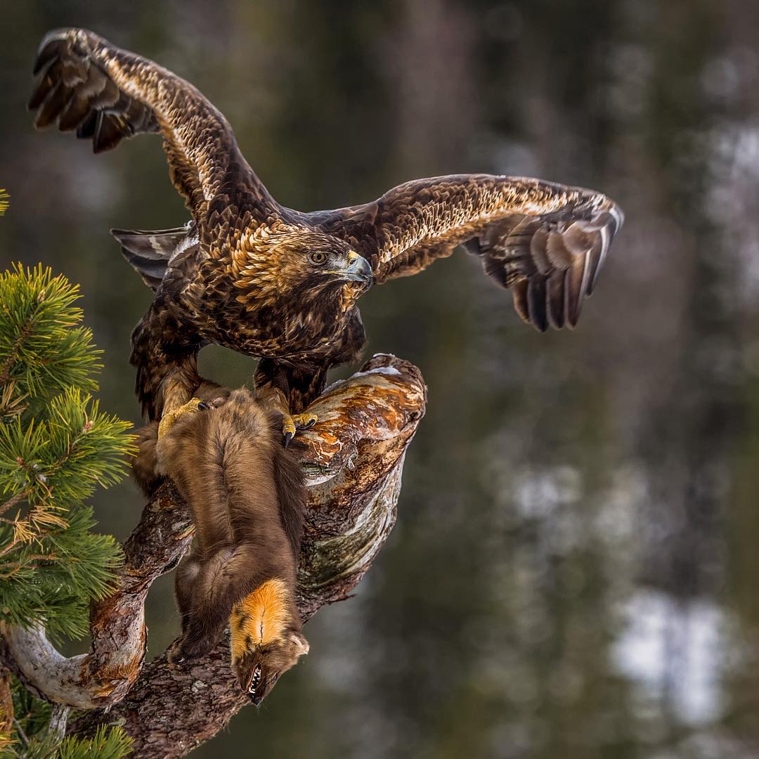 Птицы дикой природы фото bestbirdshots: Magnificent Bird Photography by Luigi Rotondaro