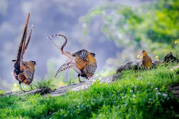 Птицы дикой природы фото Amazing Winners of the 2019 Bird Photographer of the Year Contest